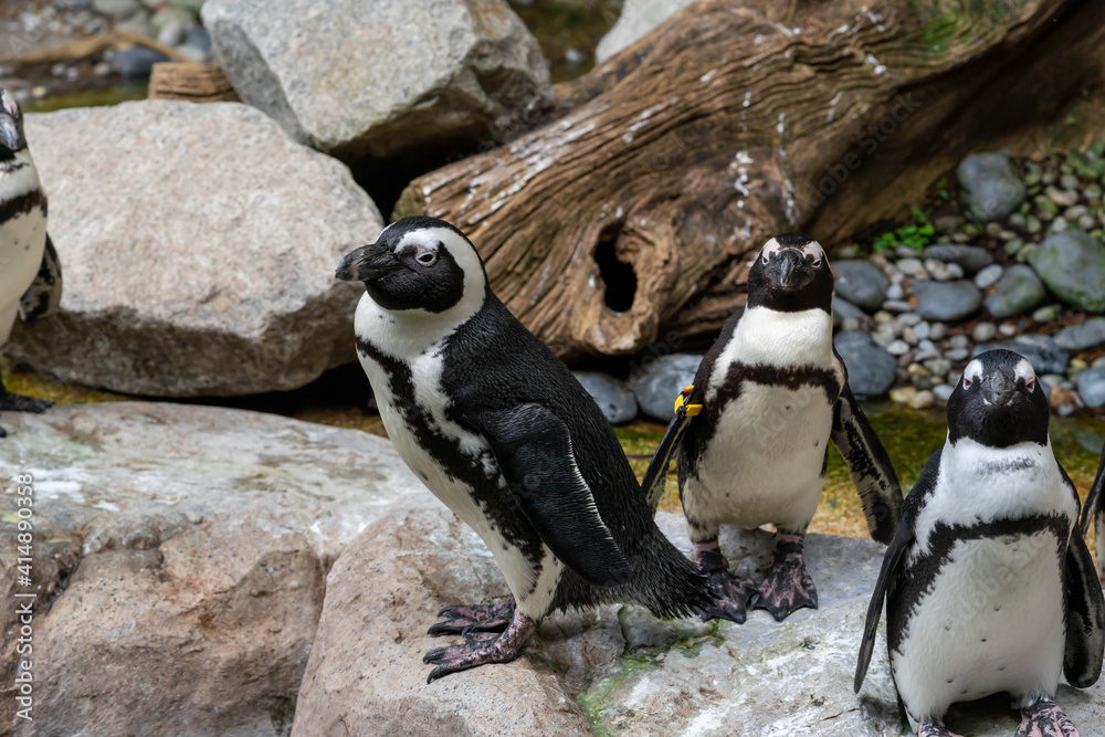 Naklejka premium African penguin on the sandy beach. African penguin ( Spheniscus demersus) also known as the jackass penguin and black-footed penguin