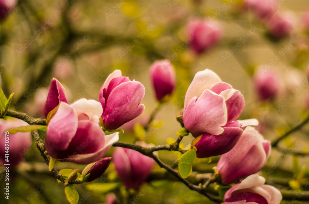 pink magnolia flowers in spring, magnolia bloom, plants in spring in Uzhgorod, nature awakening, large pink flowers, close-up magnolia petals, copy space pink magnolia flowers in spring, magnolia bloom, plants in spring in Uzhgorod, nature awakening, large pink flowers, close-up magnolia petals, copy space