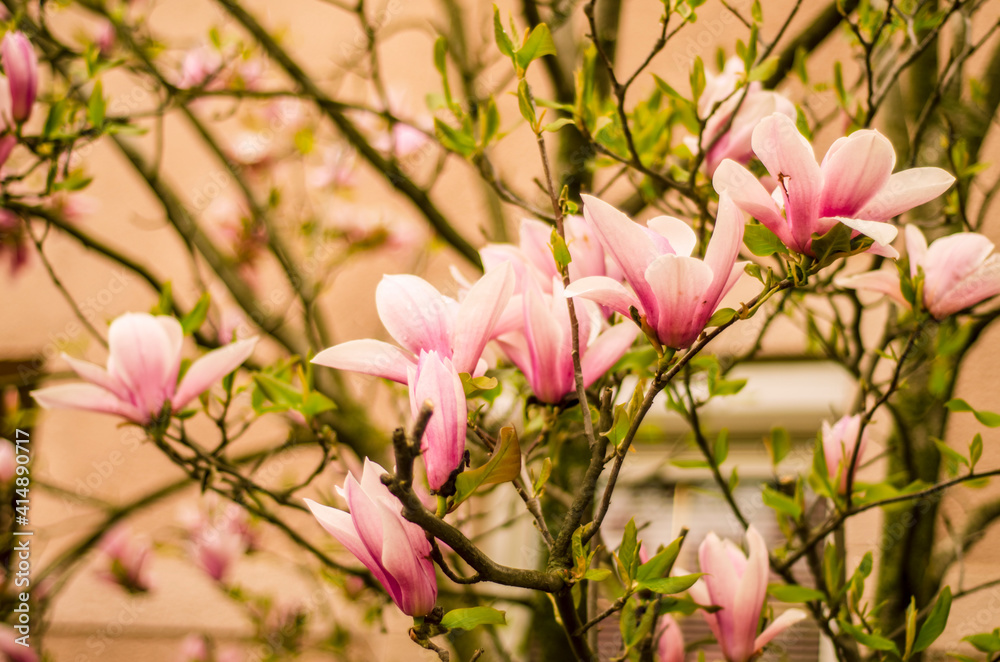 Obraz premium pink magnolia flowers in spring, magnolia bloom, plants in spring in Uzhgorod, nature awakening, large pink flowers, close-up magnolia petals, copy space