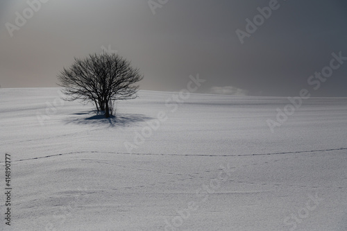 冬美瑛丘の上のボッチの木