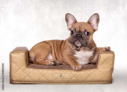 französische bulldogge