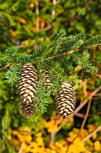 Cones On The Branch