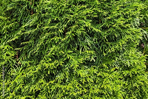 thuja branches