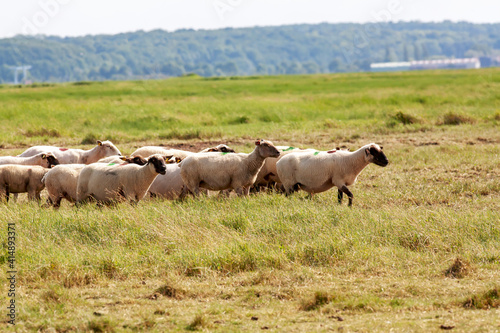 Moutons de prés salés en Baie de Somme. Picardie. Hauts-de-France