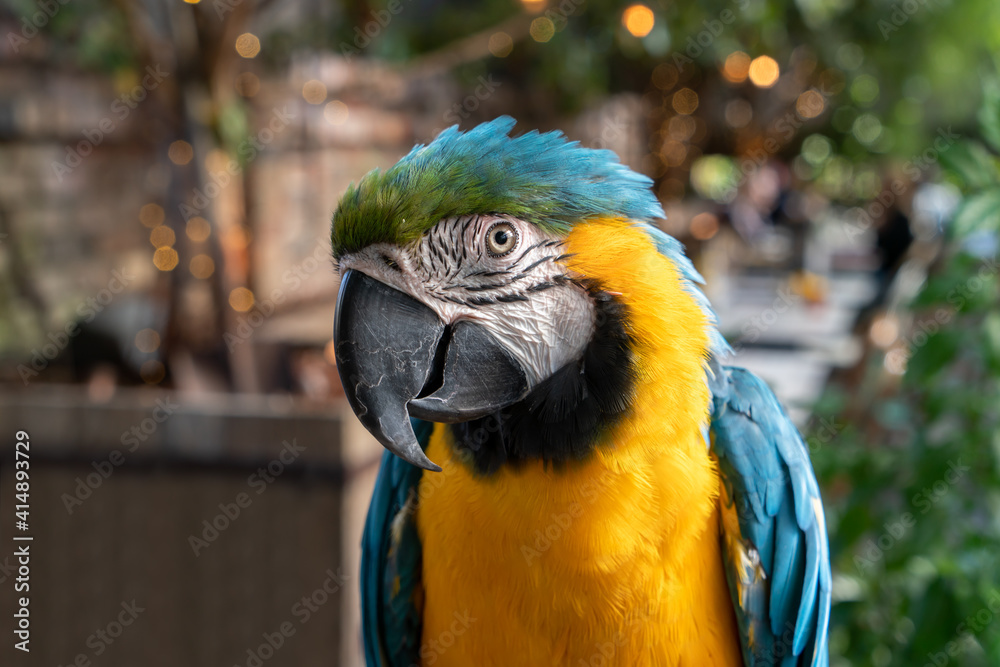 Fototapeta premium Yellow blue macaw with nice feathers in a zoo.