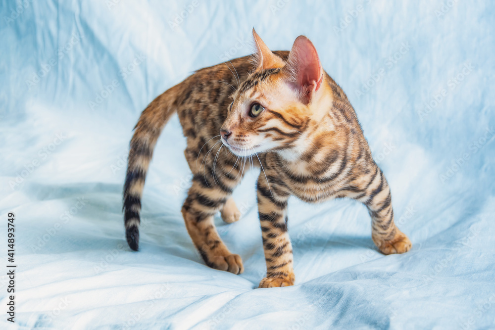 Young bengal kitten stands on a white surface and looks to the side