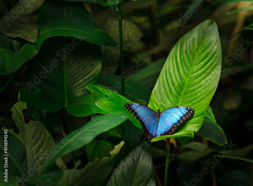 Blue morpho (morpho peleides) on green nature background, close-up.