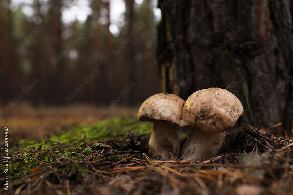 Wild mushrooms growing in autumn forest. Space for text Wild mushrooms growing in autumn forest. Space for text