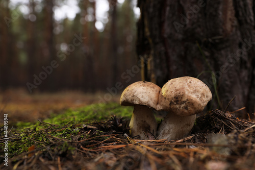 Wild mushrooms growing in autumn forest. Space for text