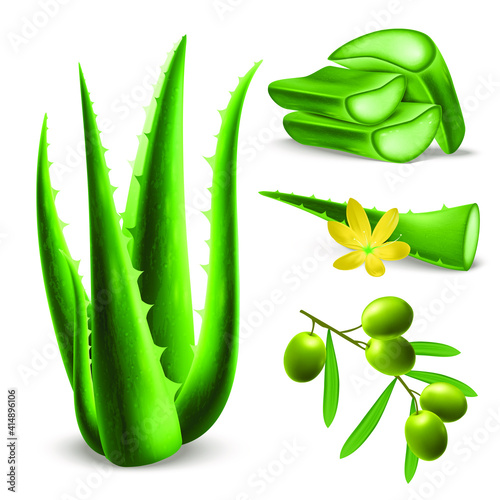 Set of realistic green aloe vera; isolated on white background. Aloe vera plant foliage cutaway for skin care. Vector illustration