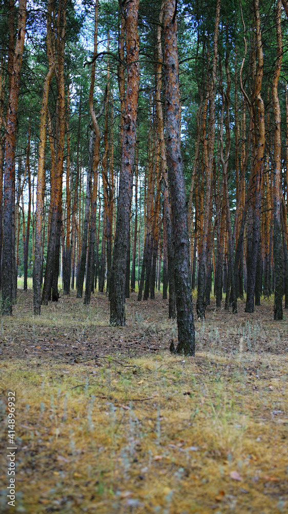 Pine forest. Beautiful, summer, coniferous forest. Orange tree trunks with green branches on yellow grass.
Pine forest. Beautiful, summer, coniferous forest. Orange tree trunks with green branches on yellow grass.