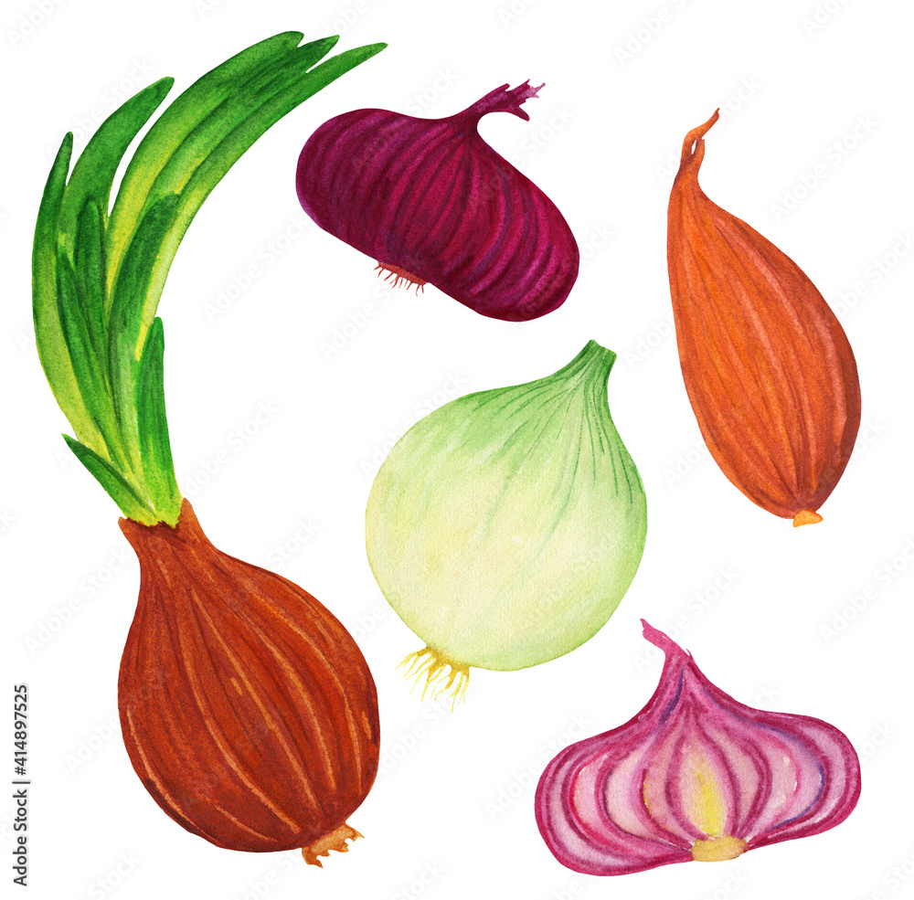 Big onion bulb watercolor set. Hand drawn White, golden brown and red shallot vegetable isolated on white background. Hand drawn illustration for menu recipe, food blog. Big onion bulb watercolor set. Hand drawn White, golden brown and red shallot vegetable isolated on white background. Hand drawn illustration for menu recipe, food blog.