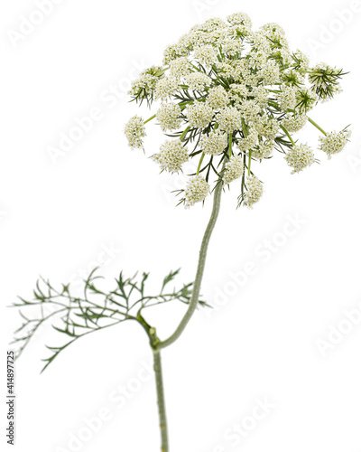 Inflorescence of carrots, white carrot flowers, isolated on white background
