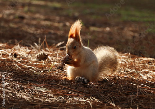 Cute red squirrel with walnut in forest