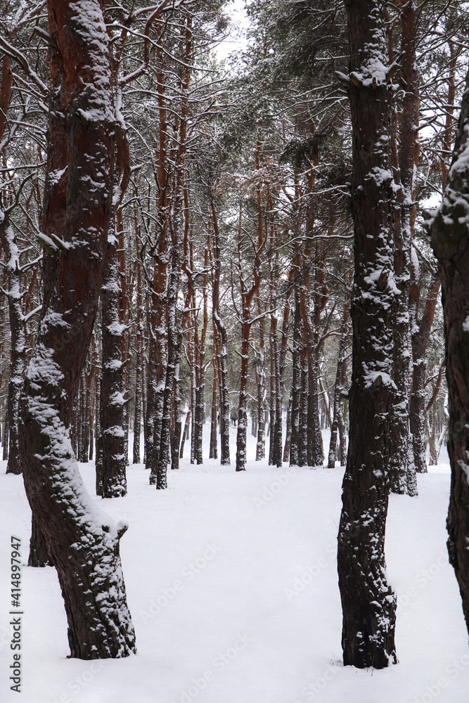 Fototapeta premium Picturesque view of beautiful forest covered with snow