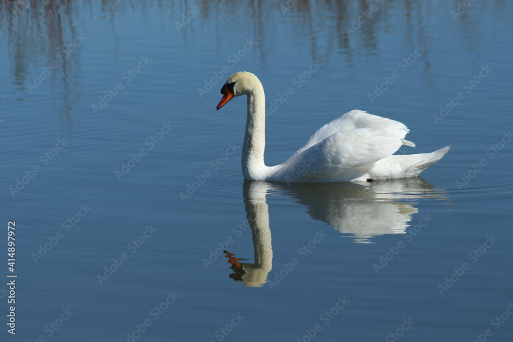 A nice lonely Mute Swan in Camargue