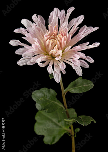 Pink flowers of ofchrysanthemum, isolated on black background