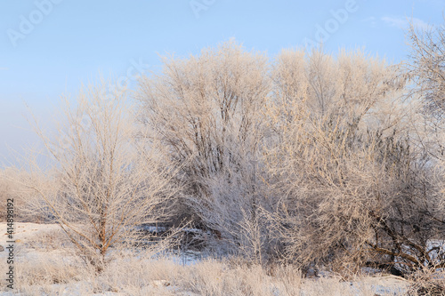 Trees covered with hoarfrost outdoors on winter morning