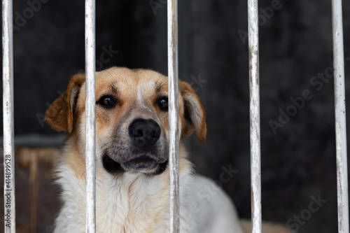 A white-red dog in a shelter for homeless animals stands behind the fence of the aviary and looks out. Animal in a cage. Bottom view.