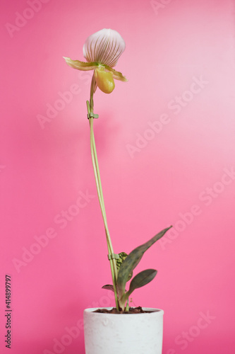 Paphiopedilum Maudiae Femma in pot with one white flower and pink background. photo