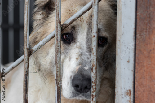 A gray-white Alabai dog with long hair sits behind the metal rods of the enclosure with a sad look in a shelter for homeless animals. A Central Asian Shepherd Dog with a plaintive look.