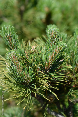 Dwarf mountain pine Mughus