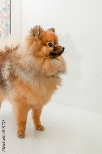 Portrait of cute pomeranian dog standing on white background