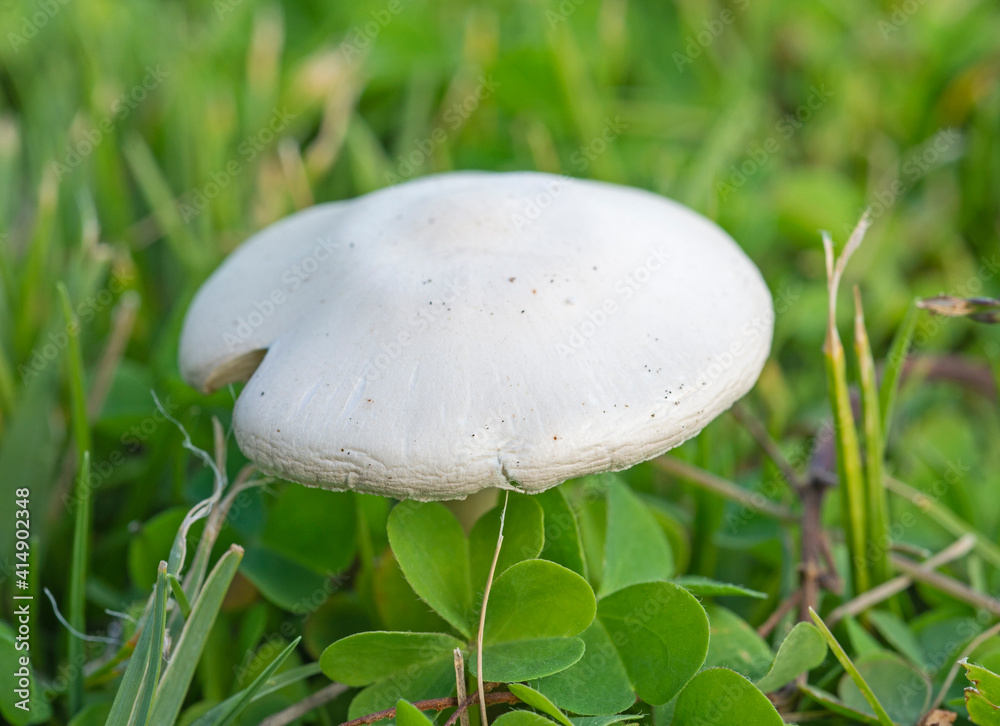 Closeup detail of field mushroom growing wild Closeup detail of field mushroom growing wild