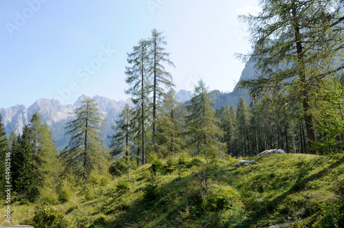 Weiden in der Julischen Alpen © Monika Wiedemann