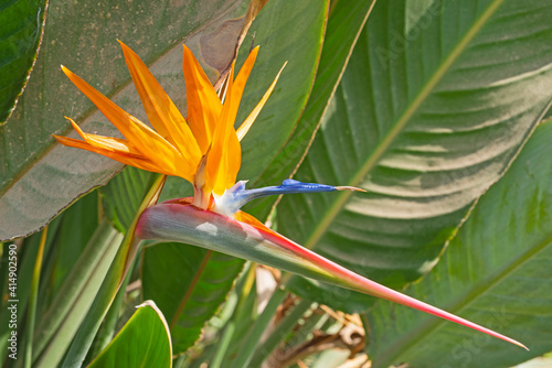 Closeup of a bird of paradise ornage flower