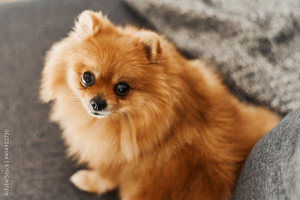 Pomeranian dog of bright ginger color sitting on sofa bed Pomeranian dog of bright ginger color sitting on sofa bed
