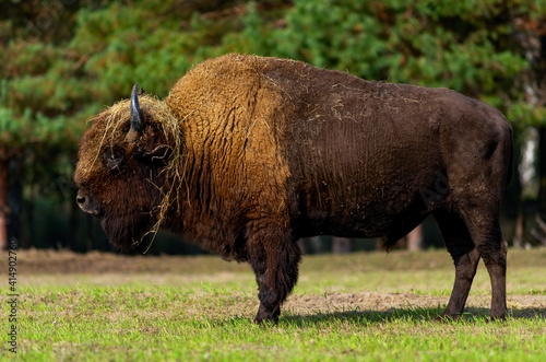 Big bison in nature..