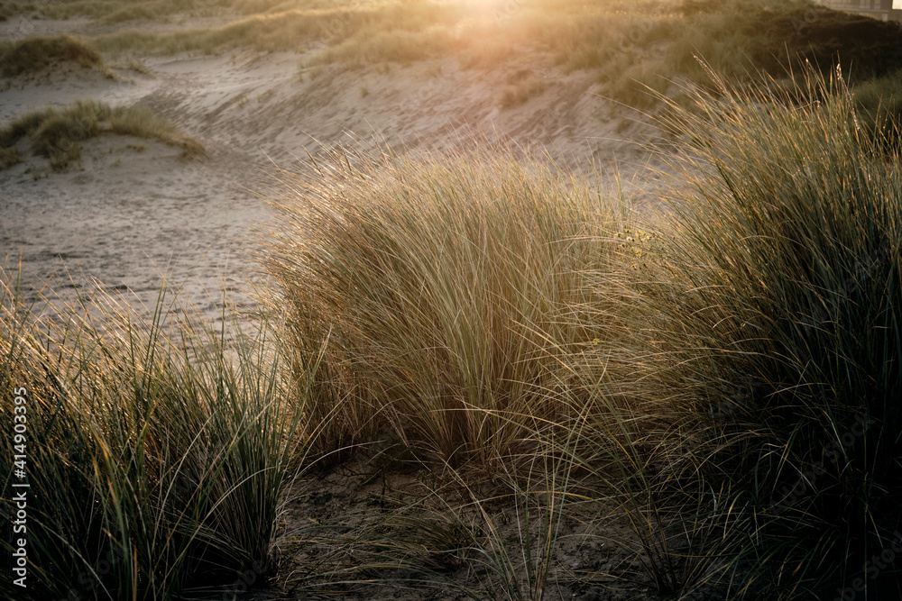 Marram grass in the dunes 