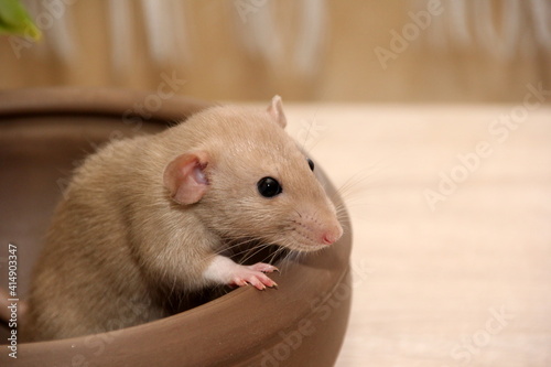 Funny brown rat are sitting in large clay pot and eat bread. The fancy rat is the domesticated form of Rattus norvegicus. Decorative house rat 
