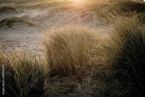 Marram grass in the dunes 
