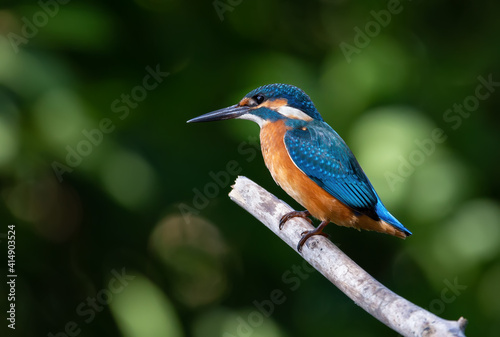 Сommon kingfisher, Alcedo atthis. The bird sits on an old dry branch above the river © Юрій Балагула
