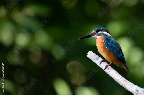 Сommon kingfisher, Alcedo atthis. The bird sits on an old dry branch above the river