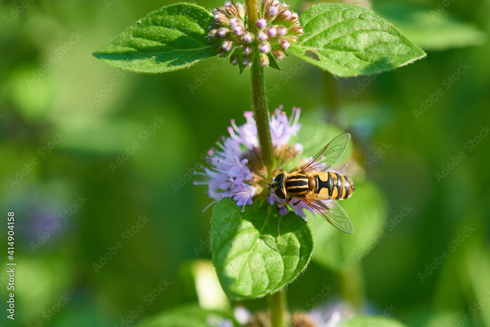 Blüten der Wasserminze (Mentha aquatica) mit Großer Sumpfschwebfliege
Blüten der Wasserminze (Mentha aquatica) mit Großer Sumpfschwebfliege