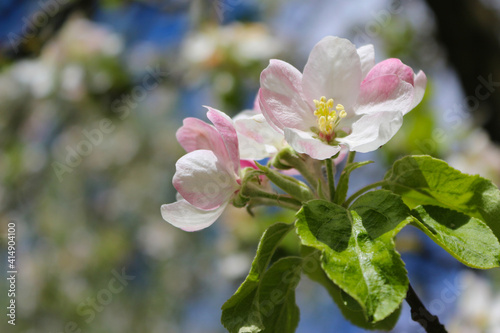 apple tree blossom  spring flowers