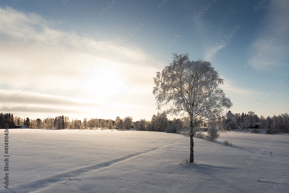 Frost Covered Birch Tree By The River Frost Covered Birch Tree By The River
