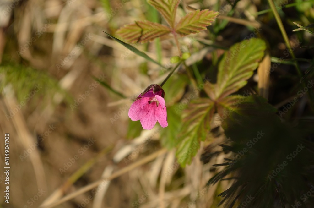 pink wildflowers in spring forest pink wildflowers in spring forest