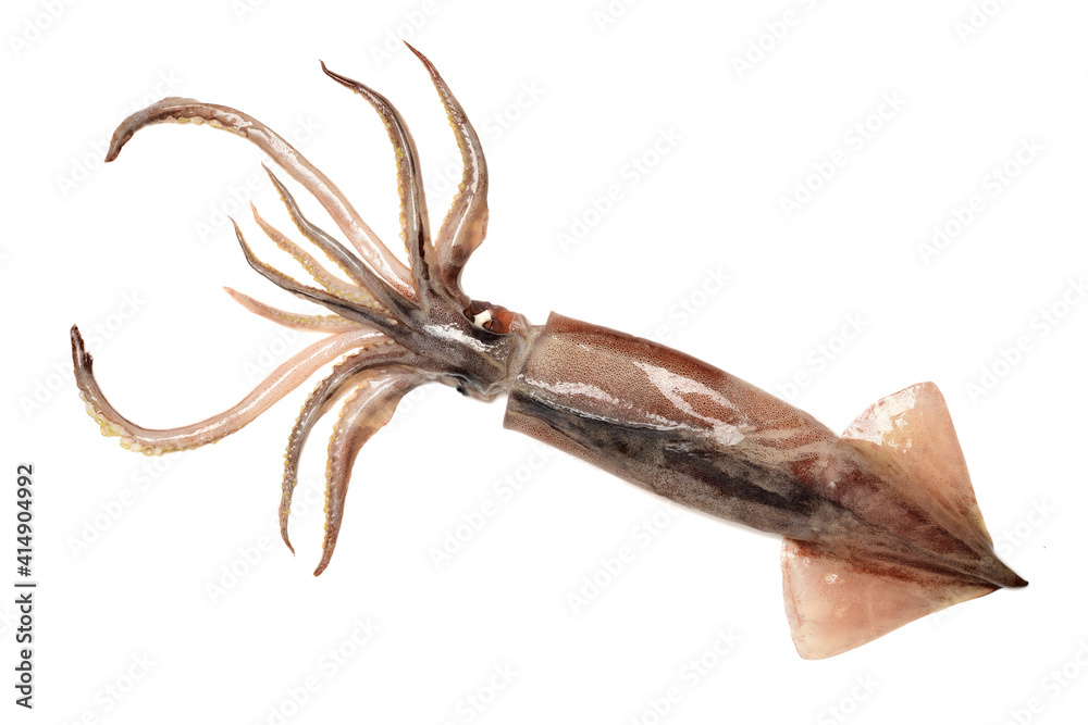 Fresh squid isolated on white background Fresh squid isolated on white background