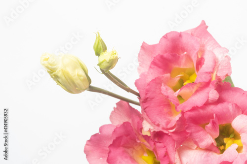 Close-up of dark pink eustomas isolated on white background. Floral background and copy space. Macro