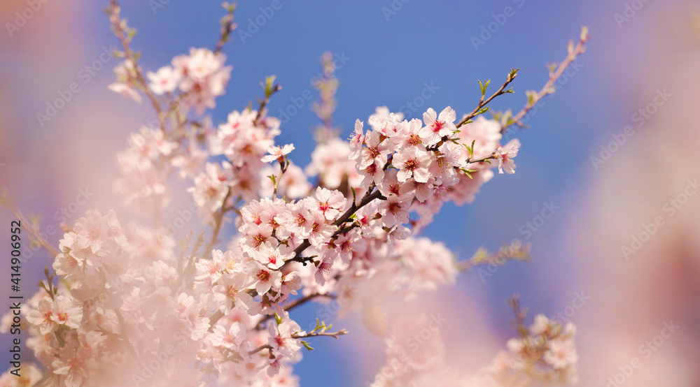 Blooming cherry tree flowers, floral blossom background, spring forward, springtime banner Blooming cherry tree flowers, floral blossom background, spring forward, springtime banner
