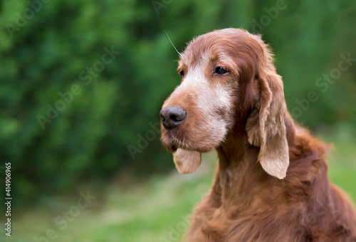 Face of a beautiful grey head irish setter, old pet dog euthanasia concept.