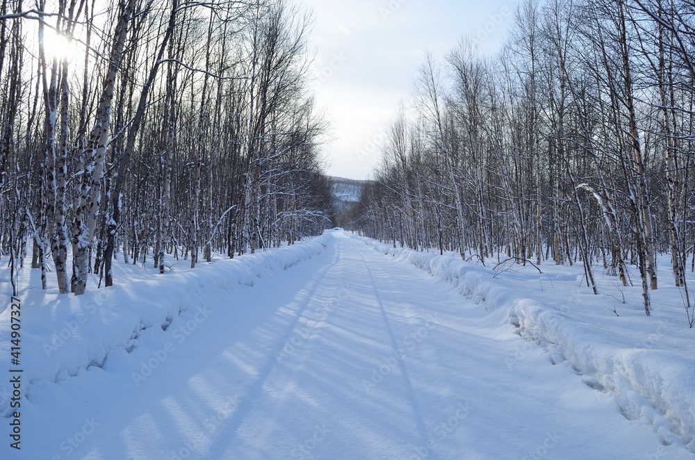 road in winter forest