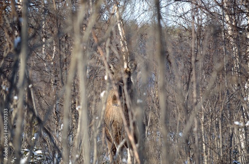 big calm moose standing in winter forest