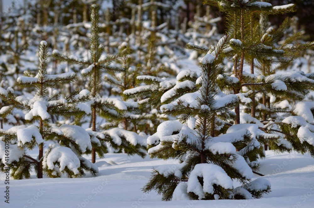snow covered spruce tree field