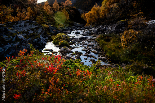 Beautiful waterfall or river among the autumn forest and mountains on the Lofoten Islands, Norway - Lofoten Waterfall - blooming mountain flowers in the foreground photo