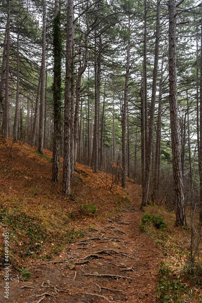 A path in a pine forest. A cloudy autumn day in the forest. An empty path without people. Vertical composition, slender trunks, fallen brown needles. Natural background, concept of hiking, ecotourism A path in a pine forest. A cloudy autumn day in the forest. An empty path without people. Vertical composition, slender trunks, fallen brown needles. Natural background, concept of hiking, ecotourism